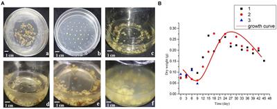 Full Transcriptome Analysis of Callus Suspension Culture System of Bletilla striata